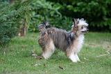 CHIEN NU CHINOIS 272